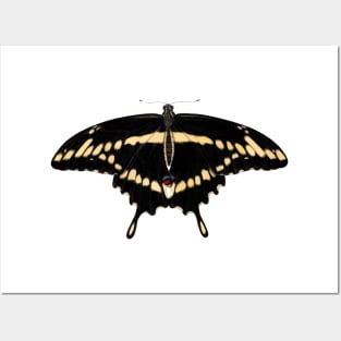 Eastern Giant Swallowtail Posters and Art